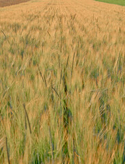 Golden Wheat Field Blowing in Wind