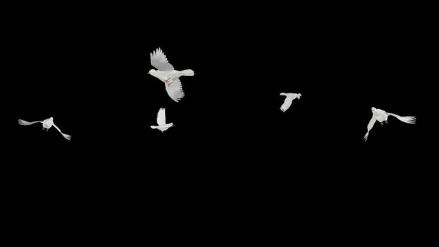 Flock of 5 White Pigeon Birds - Five Doves - Flying Round Loop - Alpha Channel - Realistic 3D animation isolated on transparent background 