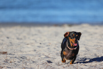 Smooth Haired Dachshund run towards camera on beach, South Fremantle, Little Dog Beach, Perth,...