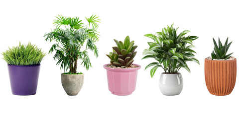 Beautiful plants in decorative, pots isolated on transparent background