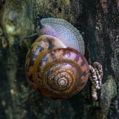 Snail crawling on a tree