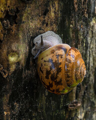 Snail crawling on a tree
