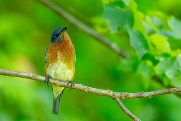 Male Bluebird perched on a tree branch