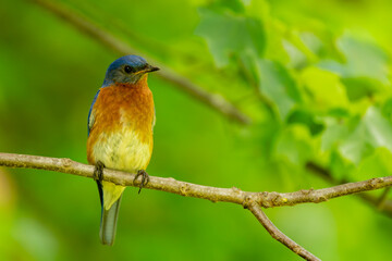 Male Bluebird perched on a tree branch