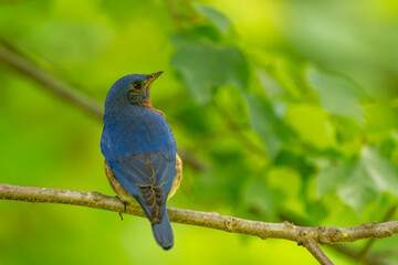 Male Bluebird perched on a tree branch