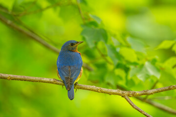 Male Bluebird perched on a tree branch