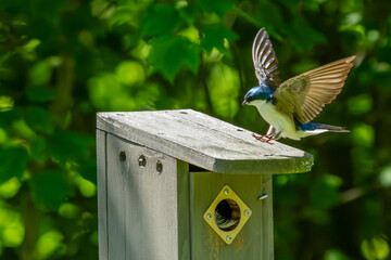 Tree Swallow bringing an insect to birdhouse