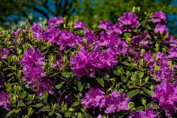 Blooming rhododendron in the spring garden