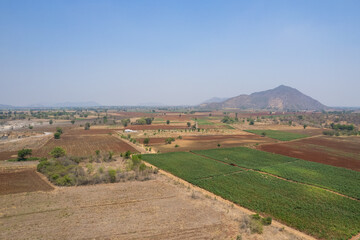 Top view of farm, Potato tree, nature