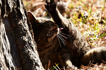 毛繕いする冬の野良猫