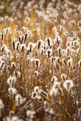 風に揺れるガマ