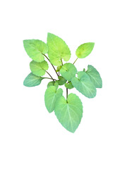 緑のたくさんの葉っぱ