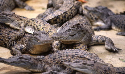 A collection of young saltwater crocodiles in a Northern Territory crocodile farm. 