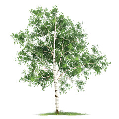 Vector illustration of a birch tree on a white background. Suitable for crafting and digital design projects.[A-0001]