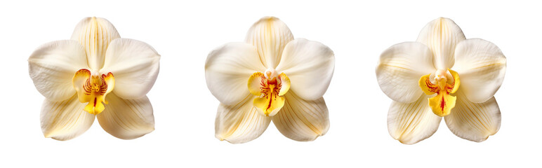 Set of white orchid petals, isolated on transparent background