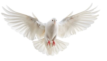Obraz premium White Dove in Flight