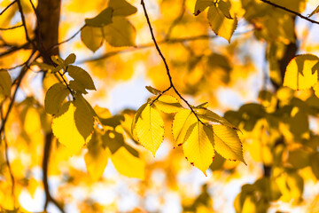 autumn leaves in the sun