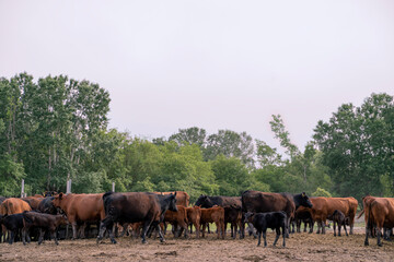 Herd of Angus Bulls and cows on a field 