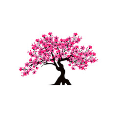 cherry blossom tree isolated on white backdrop.