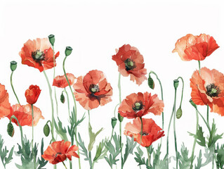 Fototapeta premium Red poppy flowers adorn a white background, providing a banner with space for copy.
