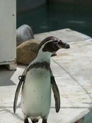 動物園で飼育されているペンギン