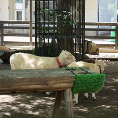 動物園で飼育されているヤギ