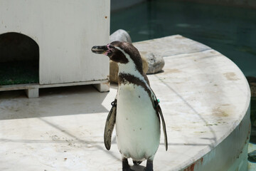 動物園で飼育されているペンギン