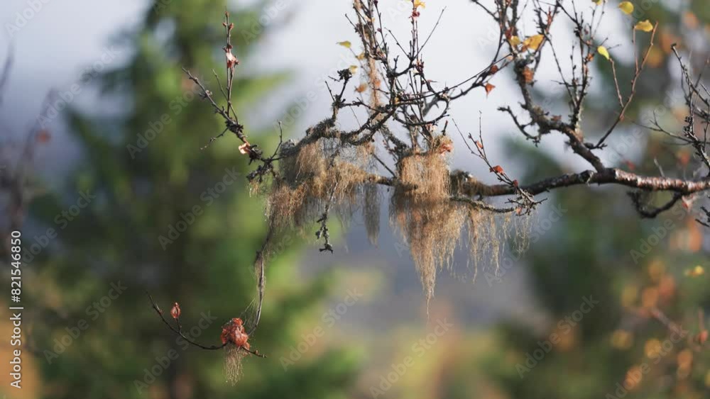 Poster hanging moss on the dark branches of the birch tree. parallax video, bokeh background.