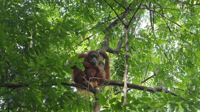 a mother orangutan rests while her baby climbs down a branch in the rainforest of gunung leuser national park on sumatra, indonesia