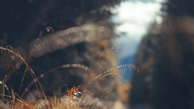 Wispy dry grass on the blurry background.