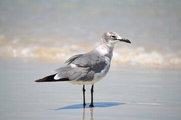 A laughing gull perches at the water's edge, gazing into the camera while waves break along the shore behind it. 