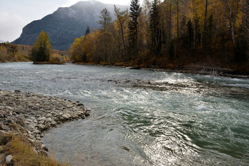 A winding bed of a stormy river with rocky banks flows down from the mountains through the autumn forest on a cloudy autumn day.