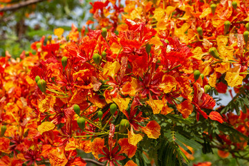 peacock flower red blooming in the summer public park (Caesalpinia pulcherrima)