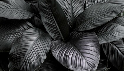 Textures of abstract black leaves for tropical leaf background. Flat lay, dark nature concept, tropical leaf