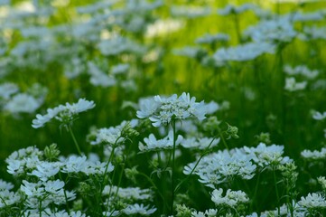 オルラヤ（ホワイト・レース・フラワー）