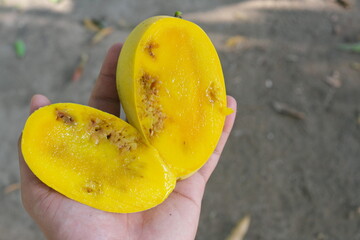 Closeup of sliced ripe Philippine mango with damaged yellow flesh by fruit fly.