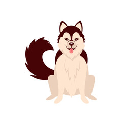 siberian husky purebred dog sitting