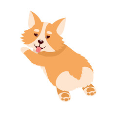 corgi dog purebred pet
