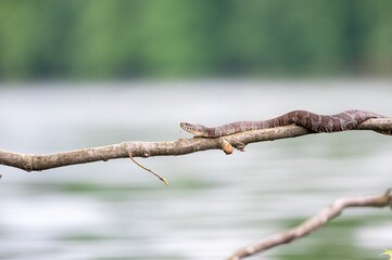 Close up of a snake on a downed branch on the lake