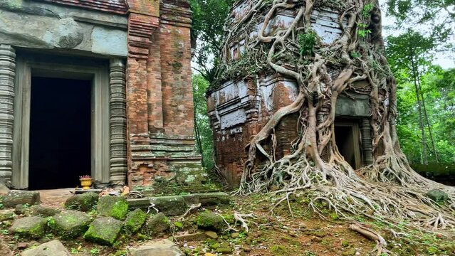 Truck left panoramic view of the Koh Ker temple towers, roots invading the mossy architecture, UNESCO heritage site, Cambodia