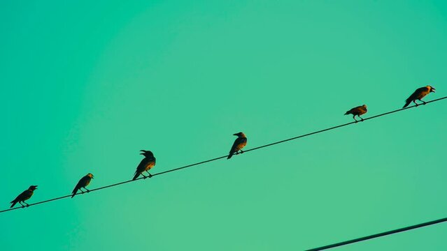 Ravens Perching On Electrical Cable Wire Against Green Sunset Sky. Low Angle Shot
