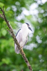 Black Crowned Night Heron sitting on a branch by the lake in the rain.