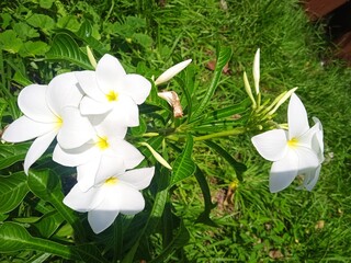 white frangipani flower © Juan_Esteban_SR