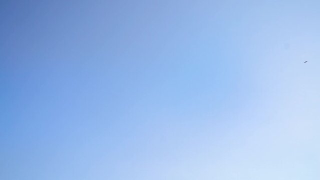 도시 하늘 날아가는 새 한마리 바다 건너 빌딩 건물 출렁이는 파도 카메라 이동(갈매기+조류+물결+바람+관람차+슬로우+배+여객선+유람선+산)