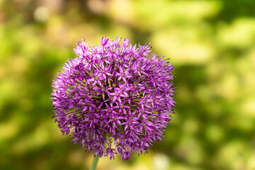 Blooming purple garlic on a green background big round plant