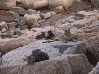 Cats on Stanley village embankment and famous Blake pier in Hong Kong
