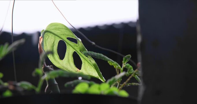 Monstera adansonii, the Adanson's monstera, or Indonesian local people called this as Janda Bolong. Nature 4K plants on rainy day