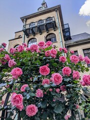 the beautiful rose garden and Western-style building in Tokyo, Japan