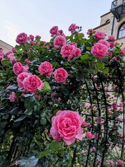 the beautiful rose garden and Western-style building in Tokyo, Japan