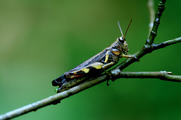 Detailed macro photo of a grasshopper showing its textured body and vibrant markings. Captured in its natural habitat in Wulai District, Taiwan.